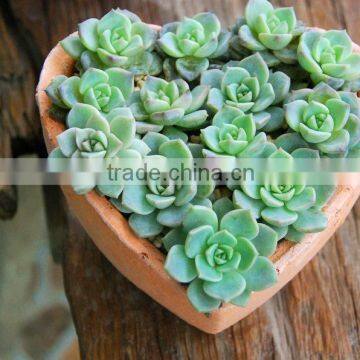 Heart Shpaed Terracotta Garden Pots photo-3