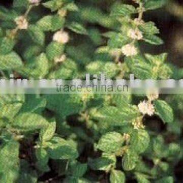 Mint Extract powder