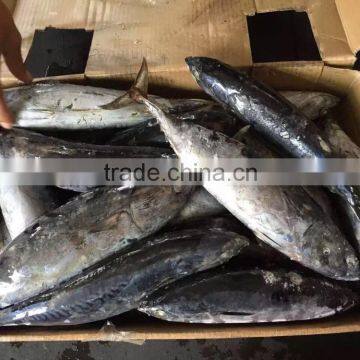 2016 high quality 400-700g of Frozen Whole Round Bonito for sale