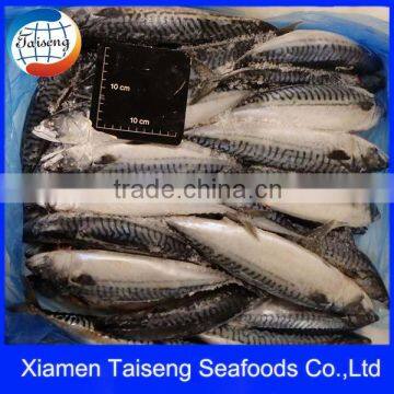 Atlantic Mackerel Frozen Foods