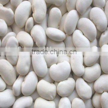 large white kidney bean/big white kidney bean