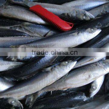 High Quality Pacific Mackerel