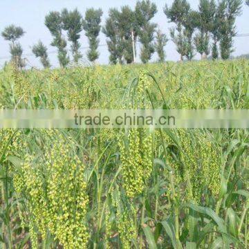 2012 new crop red millet in husk