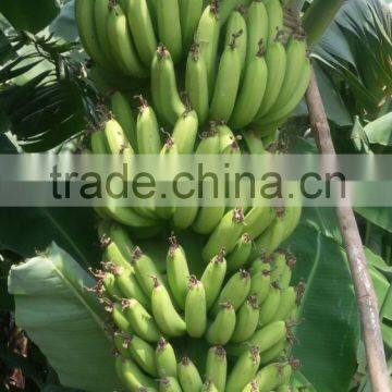 Fresh Cavendish Banana