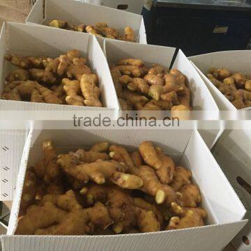 Chinese Mature Ginger Price of Fresh Ginger