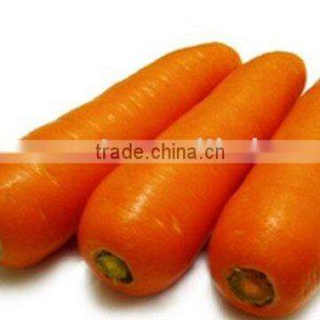 fresh vegetable carrot