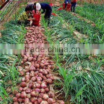 Hybrid Onion Seeds for Growing- Early Red Preciousness photo-2