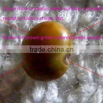 Small Size Chinese Licorice Root Seeds Glycyrrhiza Uralensis Seeds For Growing photo-5