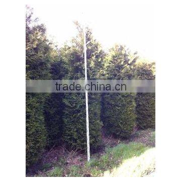 Thuja Brabant Occidentalis A Quality