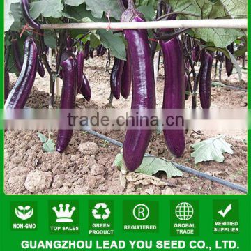 NE01 Shuibei F1 hybrid eggplant seeds, eggplant seeds for sale,seeds to sow