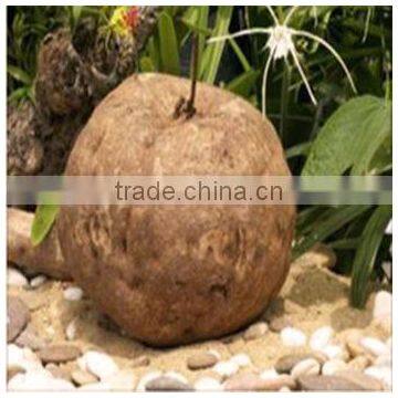 Breast Firming Enhancement Pills Pueraria Mirifica Capsules 1000 Grains photo-2