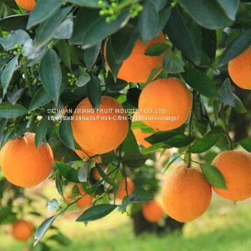 Chinese fresh navel orange