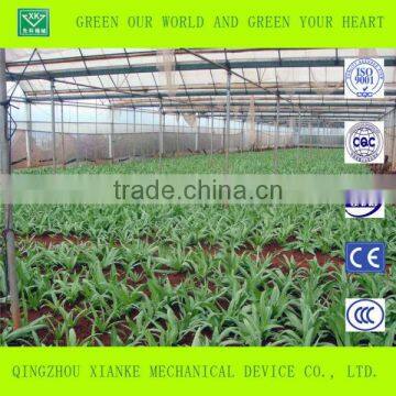 Single-Span Sunlight Seeding Greenhouse in China photo-2