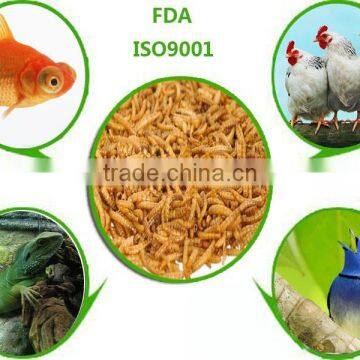 poultry feed dried mealworm / mealworm for chicken