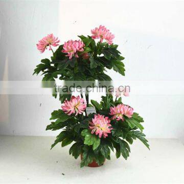 SJ3000102 Indoor Bonsai Peony Flower Plant Plastic Tree photo-4