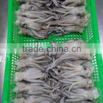 Frozen Fresh BQF Squid Head no Chemical Treated in Sale photo-5