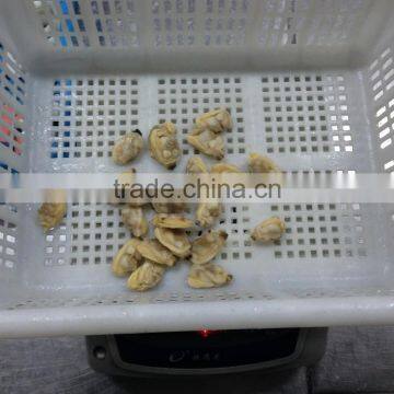 Mix of Seafood photo-5