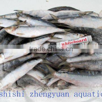 Sea W/R Frozen Sardines photo-3