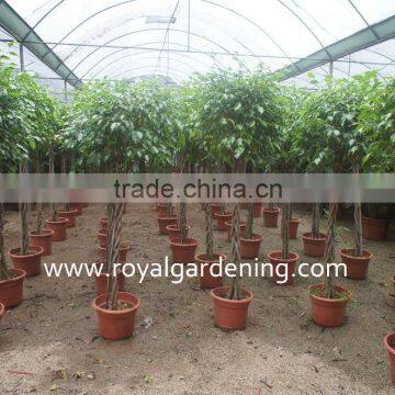 Ficus Benjamina Five Braid Shape photo-2