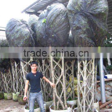 Ficus cage shape square shape