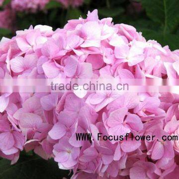 Beautiful indian fresh flower garlands freeze dried flower Hydrangea pink no intermediate