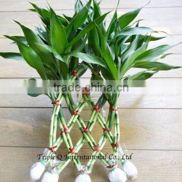 Lucky Bamboo photo-4