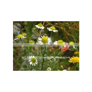 Orgenic Certified Essential oils (Chamomile)