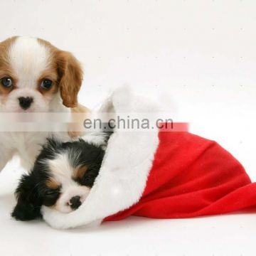 Dog with christmas hat fleece Christmas hat