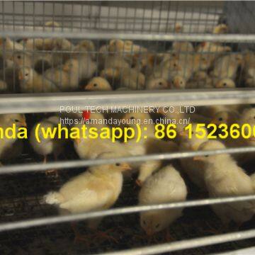 Tajikistan Chicken Farming with Poultry Cage for Chicken Feed for Brooding Chicks in Poultry Farming with Chicks Cage