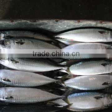 best quality frozen fish (frozen mackerel) 400-600g from ningbo