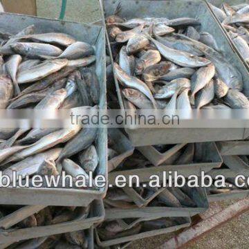 New Ningbo frozen fish round scad mackerel
