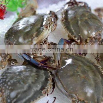 Frozen Blue Swimming Crab