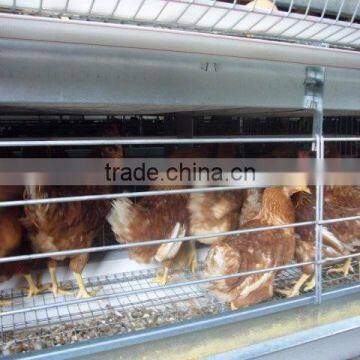 Automatic A type pullet rearing cage