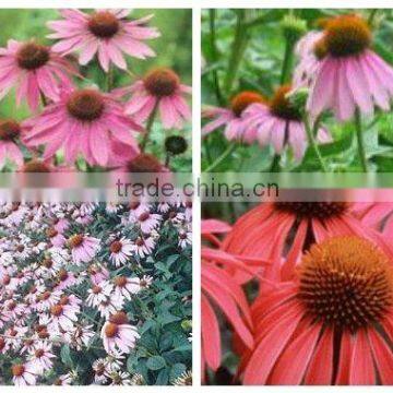 Echinacea Purpurea Root Extract--Chinese Herbal Medicine