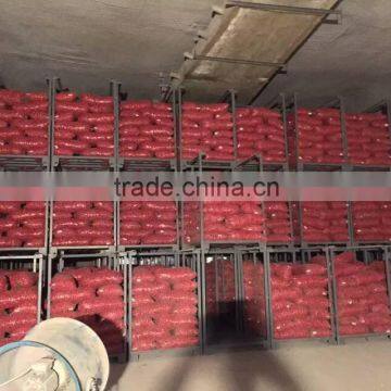 2015 100% Fresh Shallot Onion in China photo-4