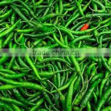 Green Chilli Pepper