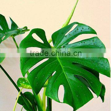 Hot Sell Monstera Leaves and Other Fresh Cut Roses From China With High Quality photo-4