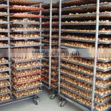 Shell Breaking Machine photo-2