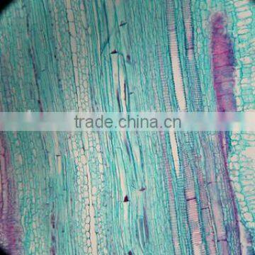 Cushaw Stem L.S Individual microscope prepared slide