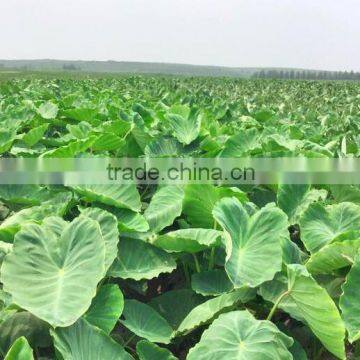 Chinese taro root 60g and up