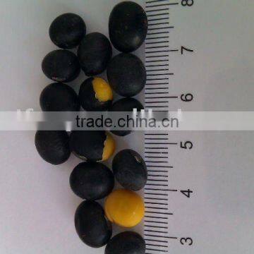 Black Soybean( yellow and green inside, 2010 crop, Heilongjiang origin)