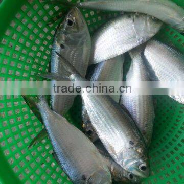 Frozen Dotted Gizzard Shad Whole