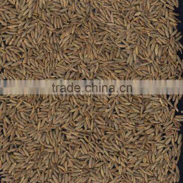 Cumin Seed