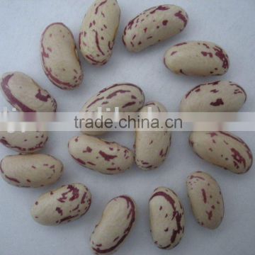 Light Speckled Kidney Beans With Long Shape