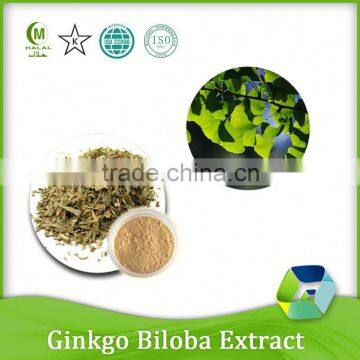 alibaba supplier health care product organic ginkgo biloba extract 24/ 6%