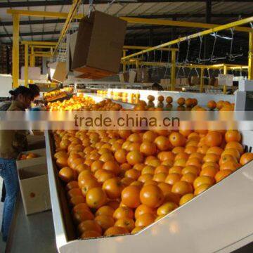 New Crop Fresh Naval Orange photo-2