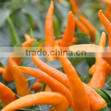 Hot sale hybrid orange colour chili pepper seeds-Jin guan