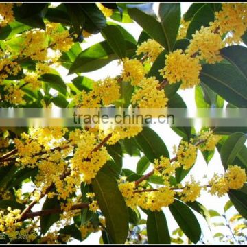 High Quality Osmanthus Fragrans Tree Seeds For Growing