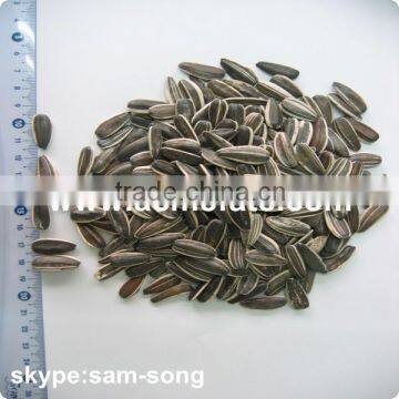 Wholesale Delicious Sunflower Seeds photo-3