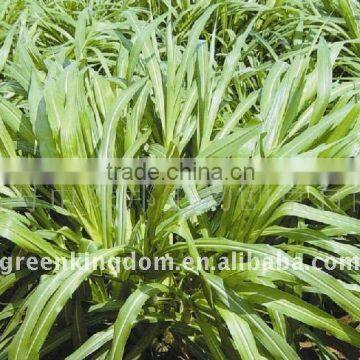 Supply Hybrid Pennisetum Energy Fuel Grass Seeds